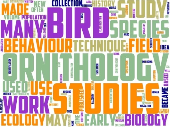 Ornithologist Wordart Skinny Tumbler